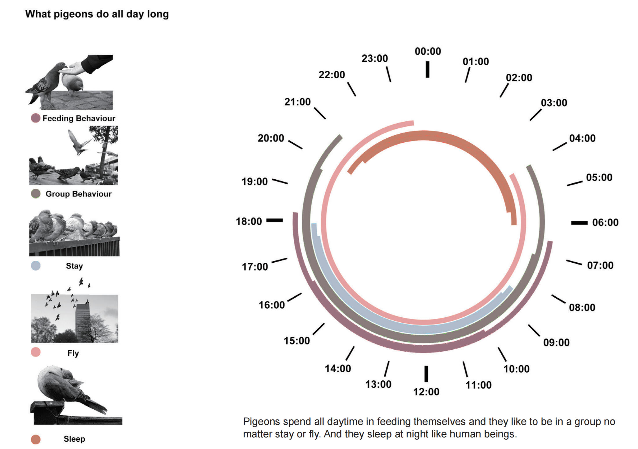 What pigeons do all day long
