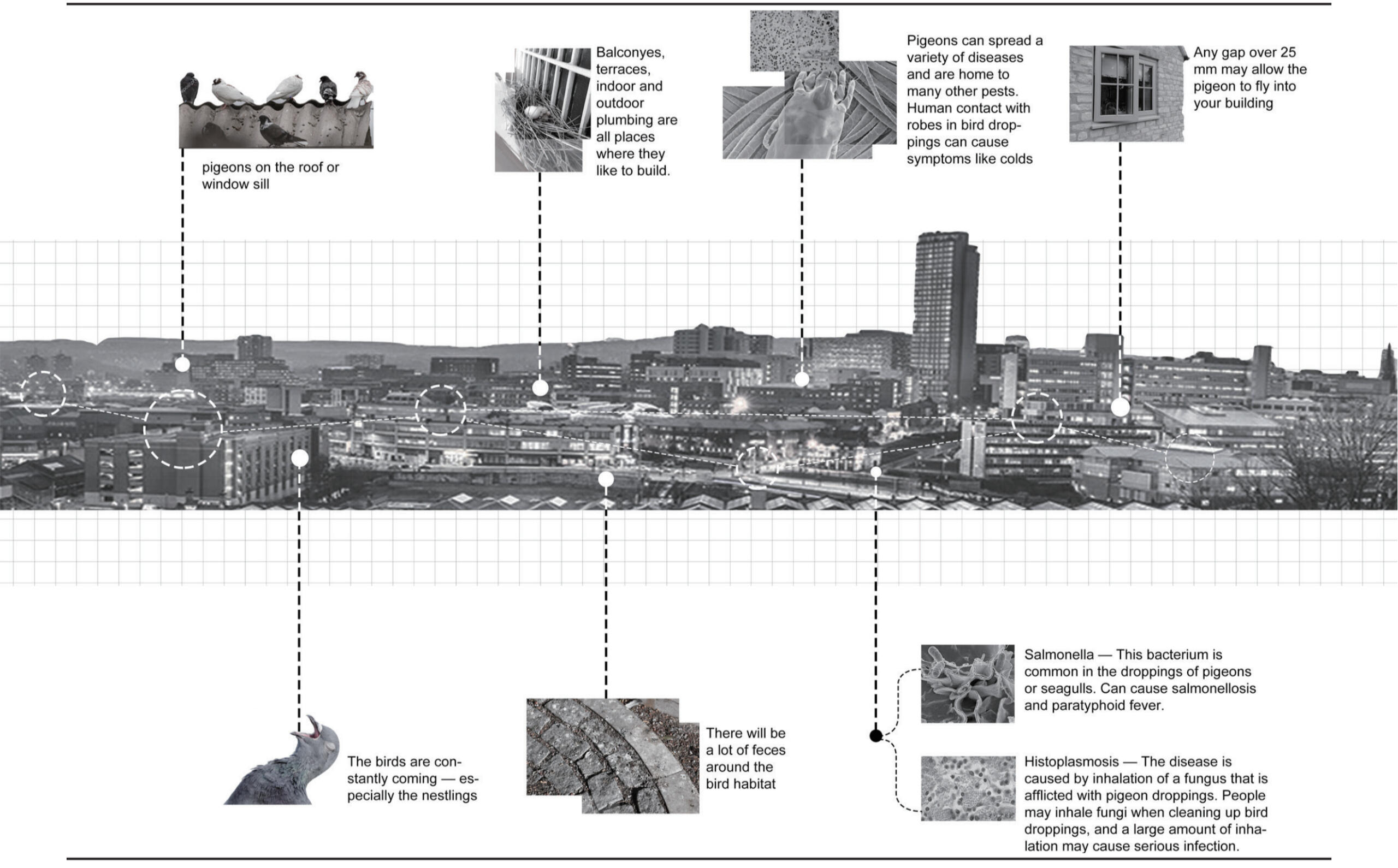 Pigeons issues in Sheffield
