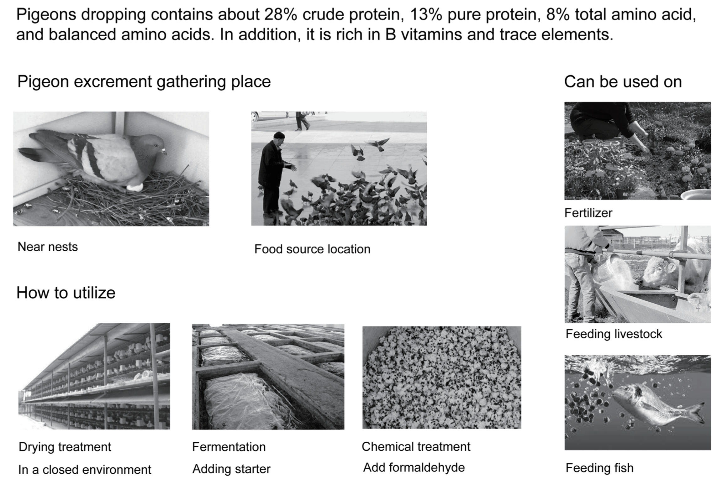 How to use pigeon droppings